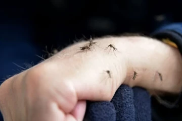 நுளம்புகளுக்கு இரத்த தானம் செய்யும் நபர்!