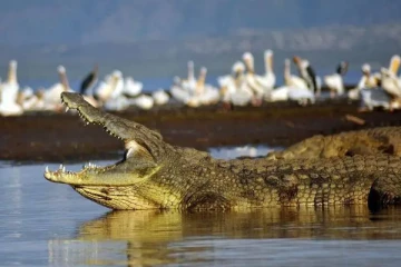 சுற்றுலாப் பயணிகளை அச்சுறுத்திய ராட்சத முதலை