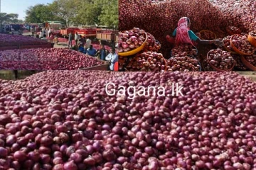 අහස උසට ගිය ලොකු ළුෑණු මිල අඩු කිරීම ගැන සතුටුදායක ආරංචියක්..