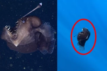 கருப்பு கடல் சாத்தான் மீன்: அட்லாண்டிக் மேற்பரப்பில் அரிய காட்சி!