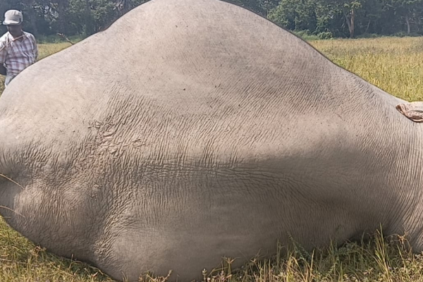 கிளிநொச்சியில் உயிரிழந்த நிலையில் யானை சடலம் மீட்பு | Elephant Carcass Recovered In Kilinochchi