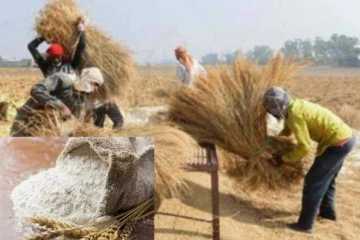 இந்தியாவிலிருந்து இறக்குமதியாகும் கோதுமையை மறுஏற்றுமதி செய்ய ஐக்கிய அரபு அமீரகம் தடை