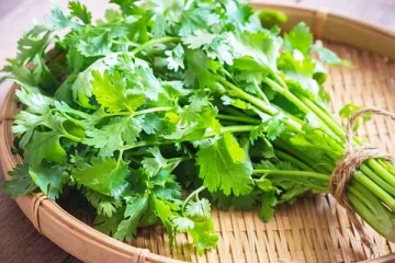 சர்க்கரை நோயை கட்டுக்குள் வைக்க கொத்தமல்லி: எப்படி பயன்படுத்த வேண்டும்?