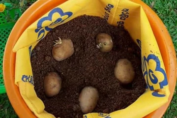 වස විස නැති අර්තාපල් පහසුවෙන්ම ගෙදර වවමු.