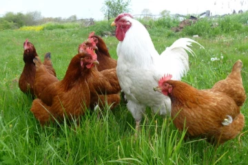 இனி முட்டையும் கோழியும் இல்லை