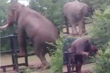 நாங்க தலைகீழா நின்றாலும் தாண்டிருவோம்ல: இணையத்தில் ட்ரெண்டாகும் யானையின் காட்சி