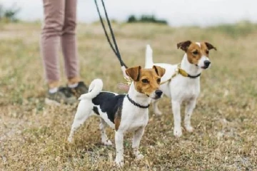 நாய் வளர்த்தால் வரி கட்ட வேண்டும் : அரசின் அறிவிப்பால் பொதுமக்கள் அதிர்ச்சி