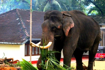 හීලෑ අලින් - ඇත්දළ ලියා පදිංචි කිරීම ගැන ඔබ දන්නවාද..?