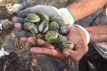மட்டியை சேகரித்து தனது பசியை போக்கும் பரிதாப நிலையில்  மன்னார் கூலித்தொழிலாளர்கள்
