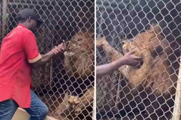 மிருகக்காட்சிசாலையில் பராமரிப்பாளரை கடித்து குதறிய சிங்கம் - செய்திகளின் தொகுப்பு