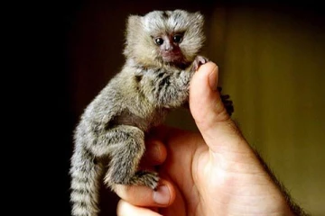 உலகிலேயே மிகச் சிறிய குரங்கு கண்டுபிடிப்பு! எங்கு தெரியுமா?