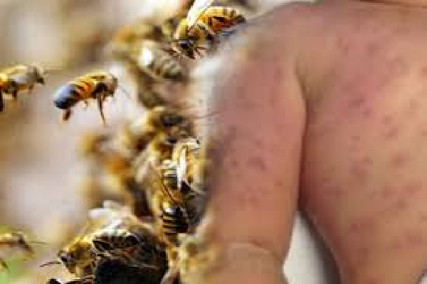 கொட்டியது குளவி : ஒரே மகனை காப்பாற்ற முற்பட்ட தந்தைக்கு நேர்ந்த துயரம் | Father Dies After Protecting Son From Wasp Attack கொட்டியது குளவி : ஒரே மகனை காப்பாற்ற முற்பட்ட தந்தைக்கு நேர்ந்த துயரம் | Father Dies After Protecting Son From Wasp Attack