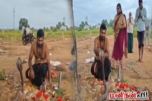 படம் எடுத்து நின்ற நாகப்பாம்பு... பூஜை செய்து அனுப்பி வைத்த பக்தர்! வைரலாகும் காணொளி | Devotee Performs Pooja To Cobra In Eluru District படம் எடுத்து நின்ற நாகப்பாம்பு... பூஜை செய்து அனுப்பி வைத்த பக்தர்! வைரலாகும் காணொளி | Devotee Performs Pooja To Cobra In Eluru District