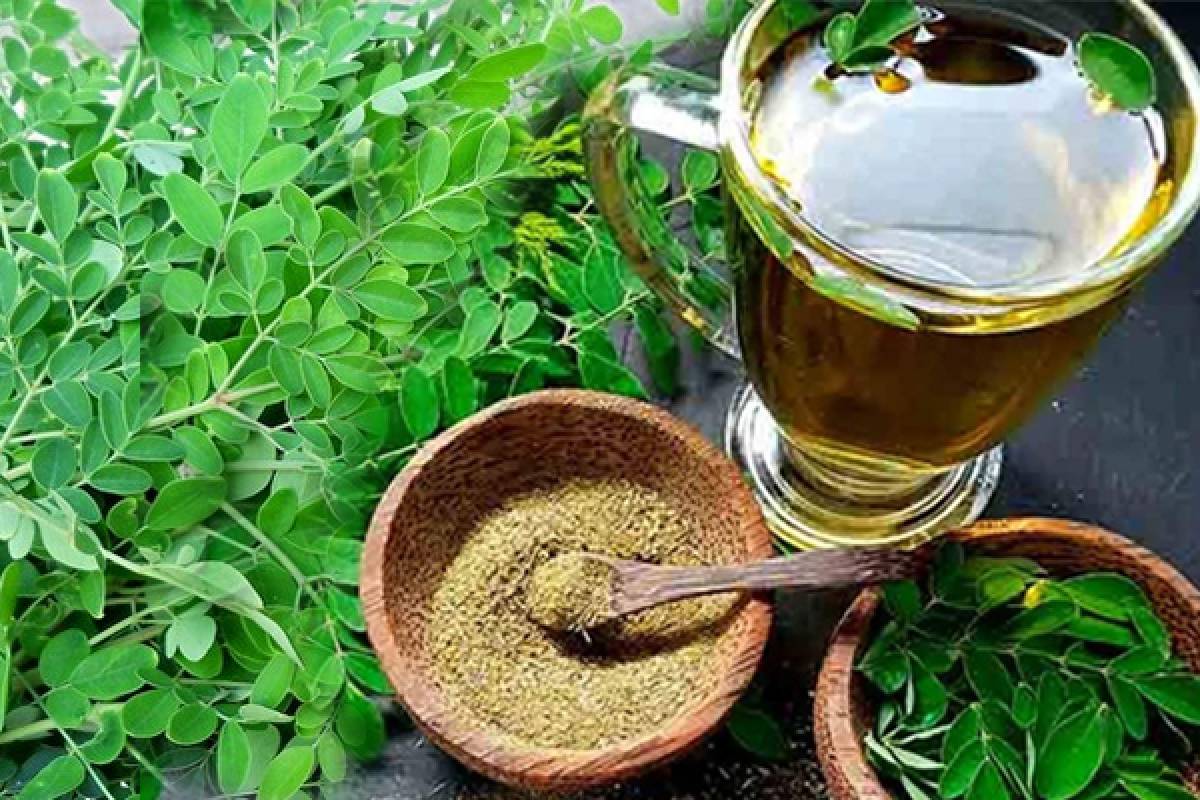 தினமும் முருங்கை இலை மென்று சாப்பிட்டால் கிடைக்கும் அற்புத நன்மைகள்! என்னென்ன தெரியுமா? | Amazing Health Benefits Of Eating Drumstick Leaves தினமும் முருங்கை இலை மென்று சாப்பிட்டால் கிடைக்கும் அற்புத நன்மைகள்! என்னென்ன தெரியுமா? | Amazing Health Benefits Of Eating Drumstick Leaves