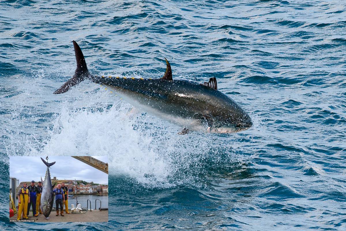 Scientists explain reason of bluefin tuna in uk sea Scientists explain reason of bluefin tuna in uk sea