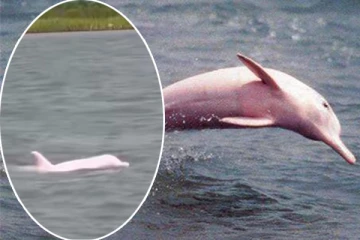 கடற்பரப்பில் சுற்றித்திரியும் அரியவகை பிங்க் டொல்பின்: இணையத்தில் வைரலாகும் வீடியோ