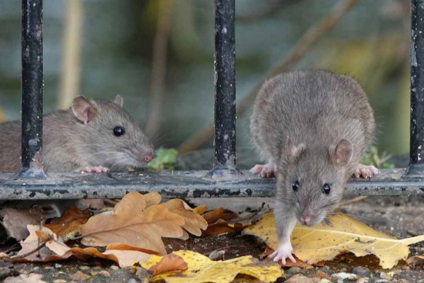12 மாவட்டங்களில் எலிக்காச்சல் அபாயம் | Rat Infestation Threat In 12 Districts Sri Lanka
