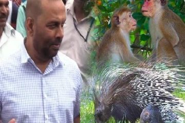 இலங்கையில் பயிர்களை சேதப்படுத்தும் ஆறு விலங்குகளை கொல்ல அனுமதி