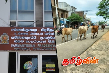 கட்டாக்காலி கால்நடைகளைக் கட்டுப்படுத்த சம்மாந்துறை பிரதேச சபை நடவடிக்கை