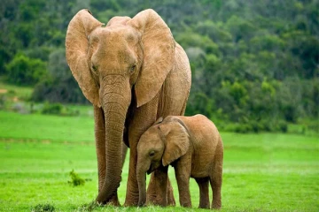 யானைகள் இப்படியும் நடந்துகொள்ளுமா? ஆச்சரியமூட்டும் சில சுவாரஸ்யங்கள்