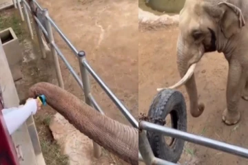 வேலிக்குள் விழுந்த குழந்தையின் காலணியை எடுத்து கொடுத்த யானை - வைரலாகும் வீடியோ