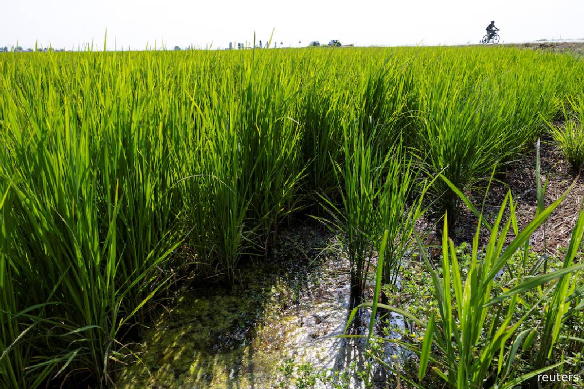 இத்தாலியின் நெல் விளையும் பகுதிகளை வாட்டி வதைக்கும் வறட்சி | Water Supplies Hit Record Lows இத்தாலியின் நெல் விளையும் பகுதிகளை வாட்டி வதைக்கும் வறட்சி | Water Supplies Hit Record Lows