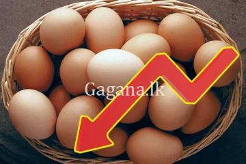 බිත්තර මිල පහලට.- විශේෂ තීරණයත් සමඟ නවබ් බිත්තර මිල ගණන් මෙන්න.