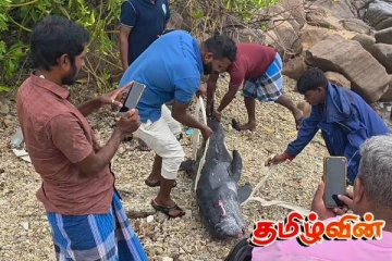 திருகோணமலையில் கரையொதுங்கிய டொல்பின்