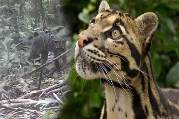 viral video - மேகமூட்ட சிறுத்தையின் அரிய காணொளி