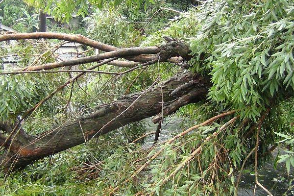 மரம் முறிந்து வீழ்ந்ததில் இருவர் உயிரிழப்பு, மூவர் காயம் | 2 Died In A Tree Fell Down In Matara