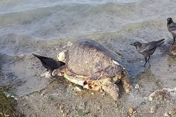 யாழ்.கடற்கரை ஒன்றில் உயிரிழந்த நிலையில் கரையொதுங்கிய ஆமை! | A Dead Turtle Washed Up On A Beach In Jaffna