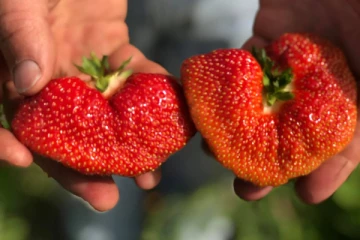 உலகின் அதிக எடை கொண்ட ராட்சத ஸ்ட்ராபெர்ரி....அட இவ்வளவு பெருசா! தீயாய் பரவும் புகைப்படம்