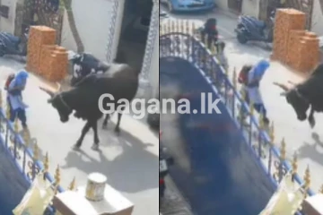 පාසල් සිසුවිකට ගොනෙකුගෙන් බිහිසුණු ප්රහාරයක් - බේරා ගැනීමට දැඩි උත්සාහක් - අතිශය සංවේදී වීඩියෝ සහිතයි(CCTV VIDEO)