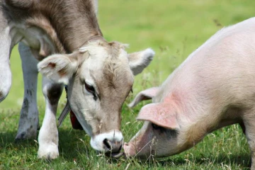 සත්ත්ව පනත සංශෝධනය කිරීමට කැබිනට් අනුමැතිය