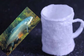 மீனின்  DNAவைக் கொண்டு  காஃபி கப் தயாரித்த விஞ்ஞானிகள்!