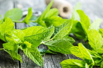 ஆறு வகை நோய்களுக்கு மருந்தாகும் புதினா இலைகள்! இதோ...