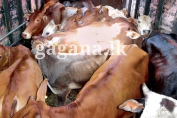 ලුම්බි පැතිරී යයි - ගව ප්‍රවාහනයත් වහාම අත්හිටුවයි..