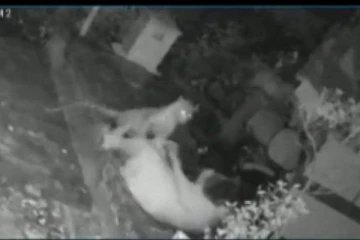 சிறுத்தையுடன் சண்டையிட்ட பெண்: வைரலாகும் திக் திக் காட்சிகள்