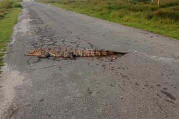 யாழில் வீதியில் உயிரிழந்த நிலையில் கிடந்த முதலை (Photos)