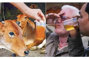 பசுவின் சிறுநீரை குடிப்பது மனிதர்களுக்கு கேடு - ஆய்வில் பரபர தகவல்