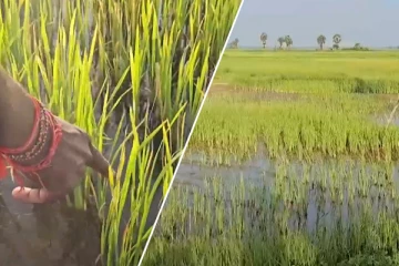 யாழ். தனங்கிளப்பில் அரிய வகை பூச்சியினால் நெற் பயிர்ச்செய்கை பாதிப்பு : விவசாயிகள் கவலை (Video)