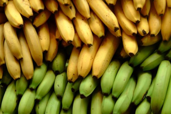 யாழில் தொடர்ந்து அதிகரிக்கும் உணவு பொருள் ஒன்றின் விலைகள்! | Banana Prices Continue To Increase In Jaffna