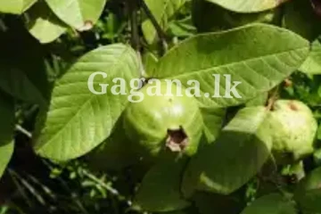 රස කර කර, පේර කෑවට පේර කොළේ මෙහෙමයි කියලා කවදාවත් දැනගෙන හිටිය ද?.