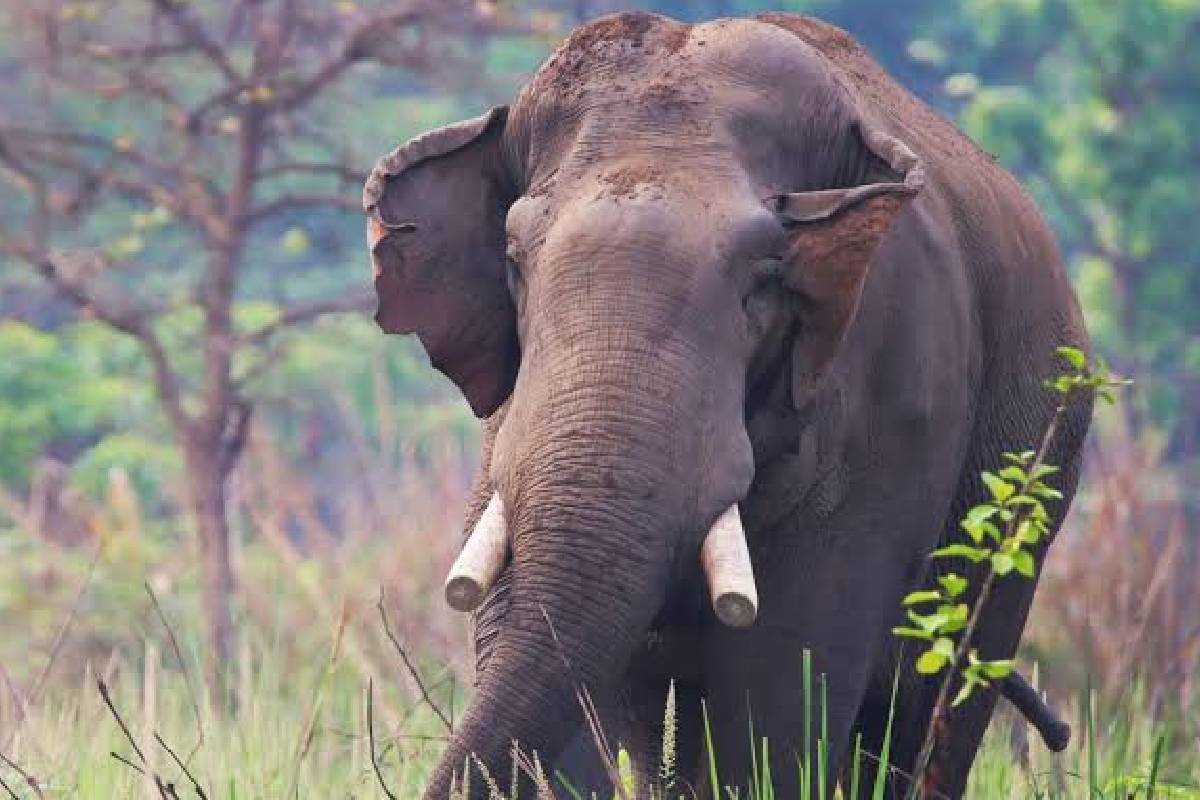 பெற்றோரை கொன்ற யானை, 14 ஆண்டுகள் கழித்து மருமகள்–பேரனையும் பலி தீர்த்த அதிர்ச்சி சம்பவம்! | Elephant Kills Four Members Of Same Nepal Family பெற்றோரை கொன்ற யானை, 14 ஆண்டுகள் கழித்து மருமகள்–பேரனையும் பலி தீர்த்த அதிர்ச்சி சம்பவம்! | Elephant Kills Four Members Of Same Nepal Family