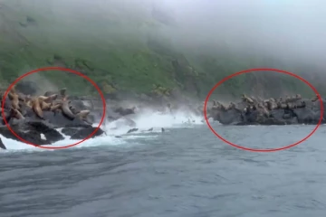 ரஷ்ய நிலநடுக்கத்தின் எதிரொலி! பாறை சரிவிலிருந்து கடல் சிங்கங்கள் தப்பிக்கும் திகில் காட்சி!