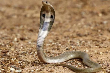 தூங்கிக்கொண்டிருந்த சிறுமியின் கழுத்தை சுற்றிய பாம்பு: இரண்டு மணி நேரம் நடந்த போராட்டம்