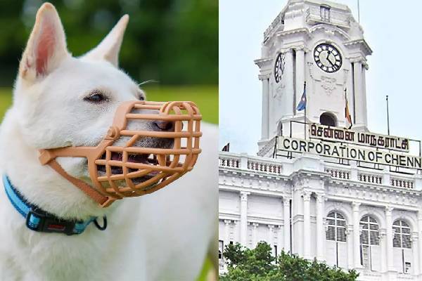 வளர்ப்பு நாய் வச்சுருக்கீங்களா? மாநகராட்சி முக்கிய எச்சரிக்கை! | Aggressive Dogs Chennai Corporation Warns