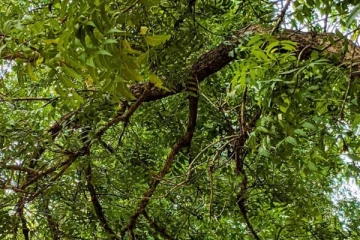 ராகு,கேது, சனியின் கோபத்திற்கு ஆளாகி விட்டீர்களா? இந்த மரத்தை வழிபட்டால் போதும்!