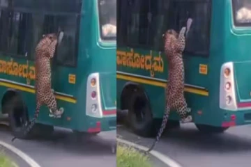 Viral Video: பயணிகளை தாக்க முயற்சி செய்த சிறுத்தை- பரபரப்பை உண்டாக்கும் காணொளி