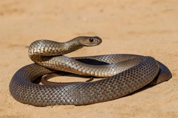 முல்லைத்தீவில் பாம்பு கடிக்கு இலக்காகி 5 பிள்ளைகளின் தந்தை பலி